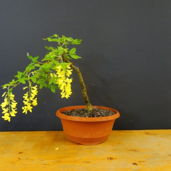 Goldregen - Laburnum anagyroides R1
